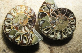 ammonite-fossil