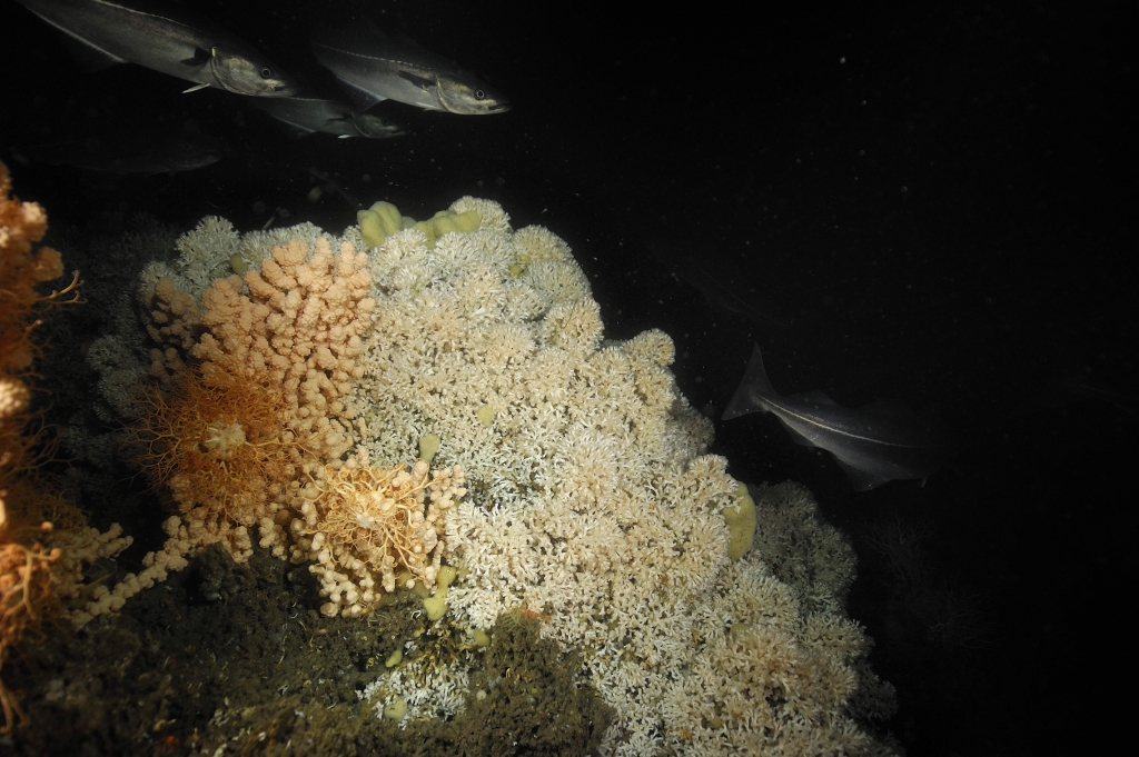 Bubblegum coral (Paragorgia arborea) with basket star (Gorgonocephalus caputmedusae) with in the live Lophelia pertusa reef in Trondheimfjord, North Atlantic Ocean, Norway | Lophelia (Lophelia pertusa) is the most widespread reef-framework forming cold-water coral. It has been frequently found in the North Atlantic Ocean, but it is still being discovered in oceans throughout the world where it's robust skeletons form massive deep-sea coral reefs. On the left Bubblegum coral (Paragorgia arborea) with basket star (Gorgonocephalus caputmedusae) | Die hier creme-wei√?e Lophelia ist die am weitesten verbreitete riffbildende Kaltwasserkoralle. Nach der Entdeckung ihrer "Bauwerke" im Nord-Atlantik werden nun fortw√§hrend und weltweit weitere Lophelia-Riffe in der Tiefwasser-Zone gefunden. Auf der kr√§ftiger gef√§rbten Koralle links, Paragorgia arborea, die den englischen Namen Bubblegum Coral tr√§gt, sitzen mehrere Gorgonenh√§upter (Gorgonocephalus caputmedusae) (auf Planktonfang spezialisierte Schlangensterne).